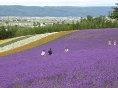 -富田农场
