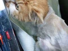 -纳吉亚猫专科动物医院(康都外科中心)