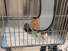-艾吉宠物医院·疑难杂症转诊中心·猫友好(碧江路院)