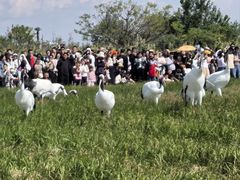 -盐城丹顶鹤湿地生态旅游区