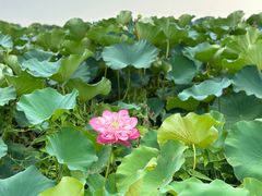 -荷塘月色湿地公园·向阳花洲