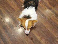 -柯斗斗主题餐厅·狗咖·围炉煮茶·茶饮(国瑞升平里店)