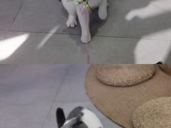 -Heymao猫咖.咖啡厅(东门店)