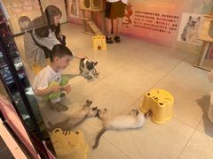 -猫咪博物馆(顶澳仔猫街店)