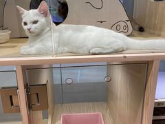 -屋虎猫馆(宝安大仟里店)