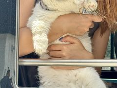 -帕帕拉兹宠物(亚洲旗舰店)