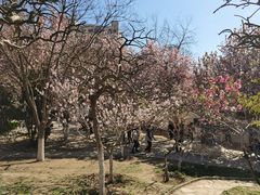 -桃花堤公园