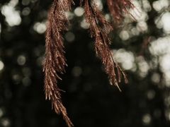 -白鹭湾湿地公园