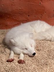 -Zoolung Zoolung动物主题公园(海信广场店)