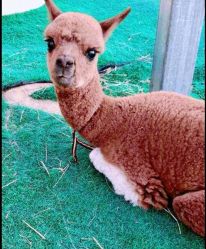 -萌宠亲子动物乐园(槐房万达店)