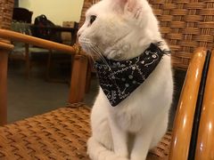 -猫色咖啡·猫咖