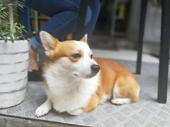 -小梁哥云吞面(黄贝岭店)