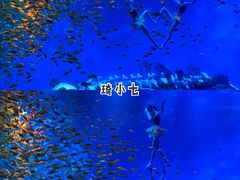 -合肥海洋世界