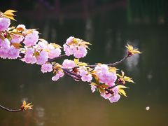-嘉定紫藤园