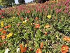 -铁山坪森林公园