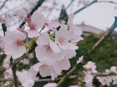 -武汉大学-樱园