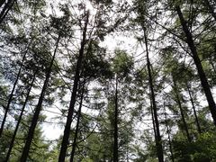 -大连天门山国家森林公园