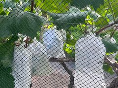 -马陆小张葡萄园农家乐