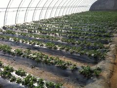 -意大利农场度假村