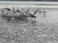 -烟墩角天鹅湖