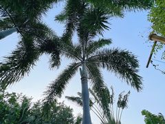 -三亚亚龙湾铂尔曼别墅度假酒店