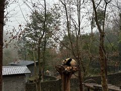 -都江堰中华大熊猫苑