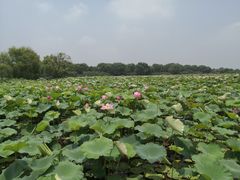 -洪湖生态旅游区