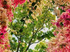 -深圳国际园林花卉博览园