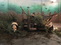 -都江堰中华大熊猫苑