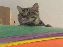 -伟伟宠物医院·CT影像中心·瑞派犬猫综合性门诊(汉口总院)