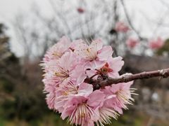 -梅花山(明孝陵内)