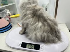 -老吴的猫·猫舍(新区店)