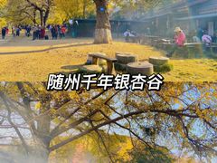 -千年银杏谷文化旅游区