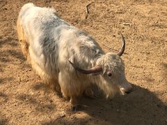 -石家庄市动物园