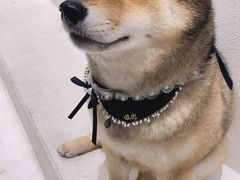 -柴务处·柴犬主题狗咖
