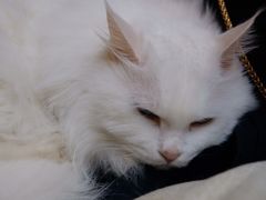 -Anne猫窝咖啡屋