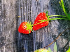 -尚田草莓姑娘白草莓采摘基地