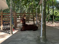 -呀诺达热带雨林