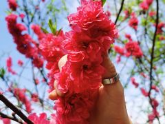 -南汇桃花村