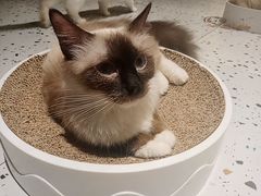 -喵喵咪呀布偶猫咖(春熙路店)