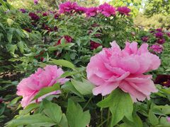-莲花池公园