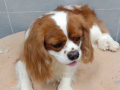 -宠福鑫康馨动物医院·骨科·眼科