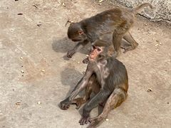 -石家庄市动物园