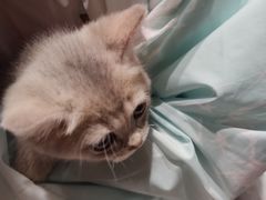 -逗柴咖啡屋·狗咖猫咖宠物桌游