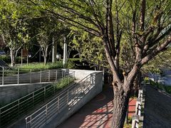 -大望京公园