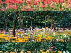 -杭州植物园