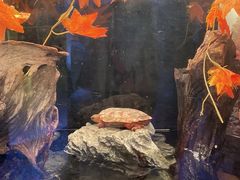 -上海海洋水族馆