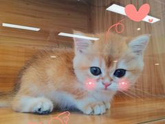 -猫十亿·布偶金渐层·曼基康矮脚猫舍(青年路店)