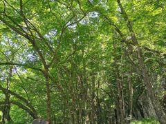 -陕西省红河谷森林公园