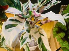 -Rabbit Cafe私房西餐甜点咖啡(栖霞路店)